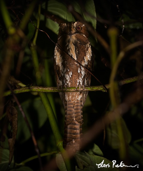 Feline Owlet-nightjar